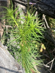 Stylidium laricifolium
