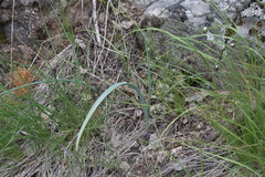 Calochortus macrocarpus macrocarpus
