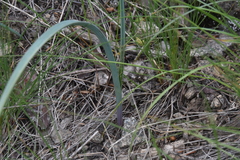 Calochortus macrocarpus macrocarpus