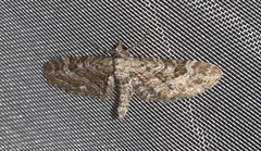 Eupithecia nanata
