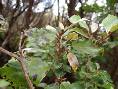 Olearia arborescens