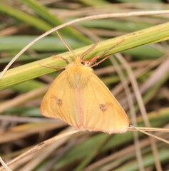 Diacrisia sannio