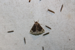 Hypena abalienalis