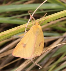 Diacrisia sannio