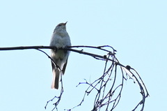 Phylloscopus