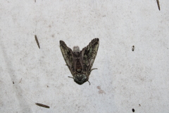 Macrurocampa marthesia