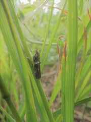 Trachonitis cristella