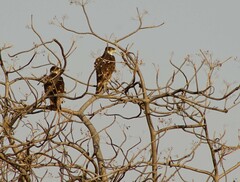 Aquila spilogaster