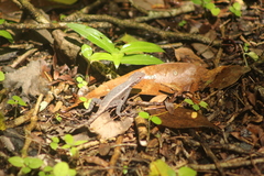 Sceloporus chrysostictus