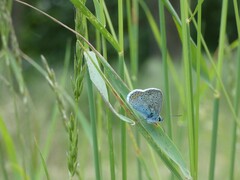 Plebejus argus
