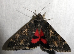 Catocala californica