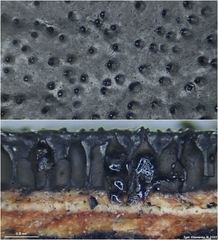 Biscogniauxia mediterranea