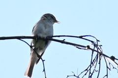 Phylloscopus