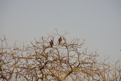 Aquila spilogaster