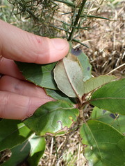 Olearia arborescens