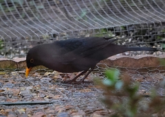 Turdus merula merula
