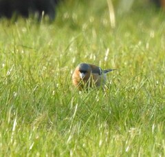 Fringilla coelebs gengleri