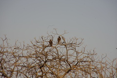 Aquila spilogaster