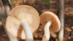 Rhodocybe