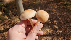 Rhodocybe