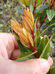 Metrosideros robusta