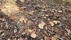 Rhodocybe