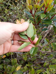 Metrosideros robusta