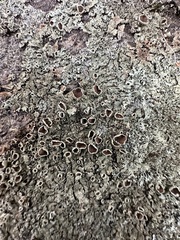 Xanthoparmelia plittii