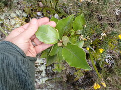Olearia arborescens