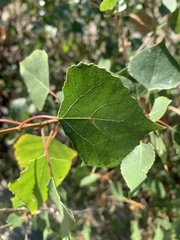 Populus