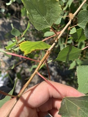 Populus