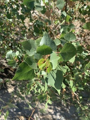Populus