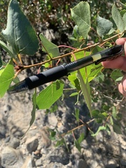 Populus