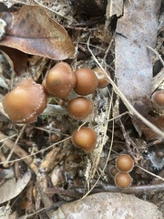 Psilocybe cyanescens
