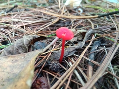 Pseudohygrocybe