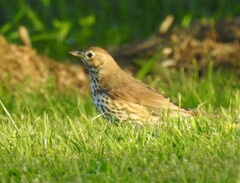 Turdus philomelos clarkei