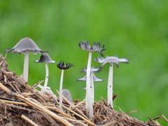 Coprinopsis lagopus
