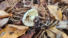 Amanita lavendula