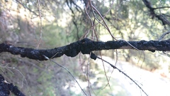 Hormiscium ericae
