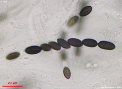 Biscogniauxia mediterranea