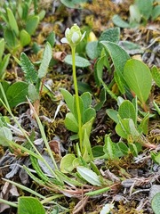Parnassia palustris