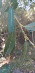 Salix salviifolia