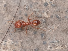 Solenopsis geminata