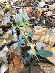 Gentiana villosa