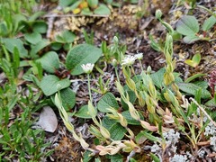 Stellaria longipes