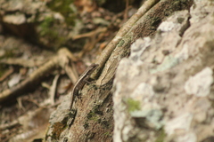Sceloporus chrysostictus