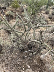 Cylindropuntia acanthocarpa