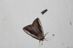 Catocala herodias gerhardi