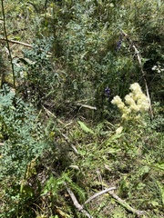 Filipendula ulmaria
