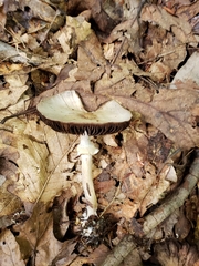 Agaricus leptocaulis